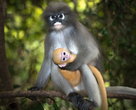 Dusky Leaf Monkey (Trachypithecus obscurus) | about animals