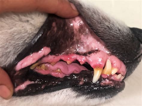 Periodontal Diseases In Dogs : Symptoms, Stages and Prevention ...