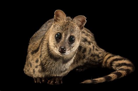 ANI062-00387 - Joel Sartore