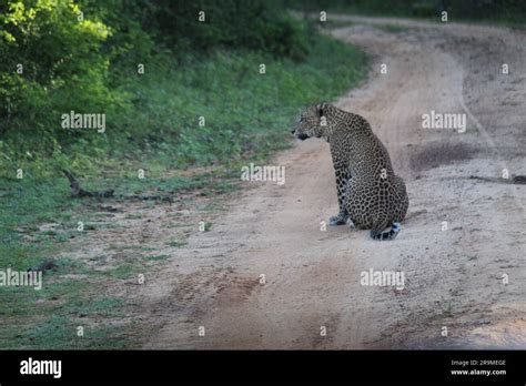 Sri Lankan Leopards in the Wild. Visit Sri Lanka Stock Photo - Alamy