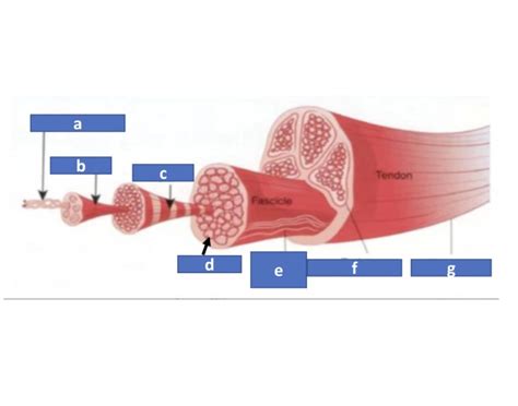 Tendon Histology Quiz