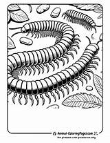 🐛 Centipede Coloring Pages Free Crawly Fun sketch template