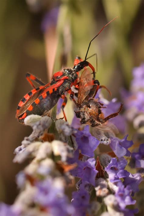 Assassin Bug Rhynocoris Iracundus in Their Life Cycle Captured on Plant Bloom Stock Image ...