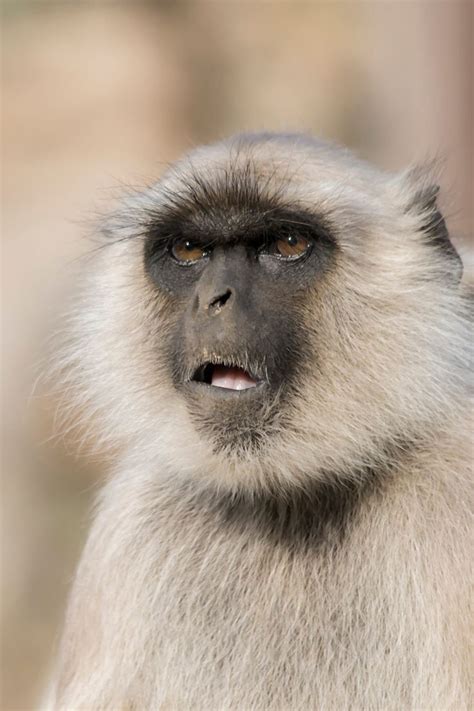 Gray langurs or Hanuman langurs, the most widespread langurs of the ...