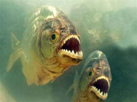 Real Piranha Attack