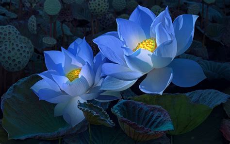 Lotus Flowers Wallpapers - 4k, HD Lotus Flowers Backgrounds on WallpaperBat