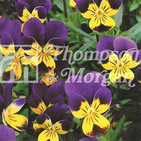 Wild Flower Heartsease - Mr Middleton Garden Shop