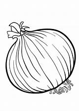 Coloring Pages  Onion Coloring Page sketch template