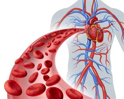 Red Blood Cell Super-Highway: Navigating the Cardiovascular System - Ask The Scientists