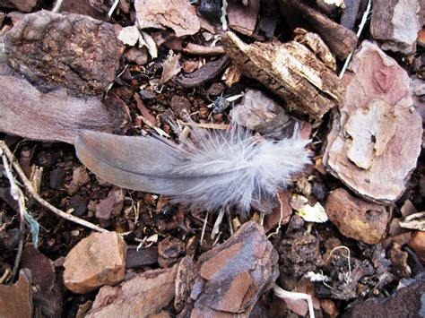 Lost Feather Free Stock Photo - Public Domain Pictures