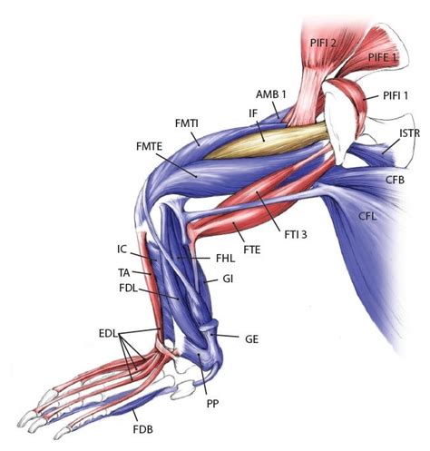 crocodile anatomy muscles - Cerca con Google | Lizard, Anatomy for artists, Animal anatomy