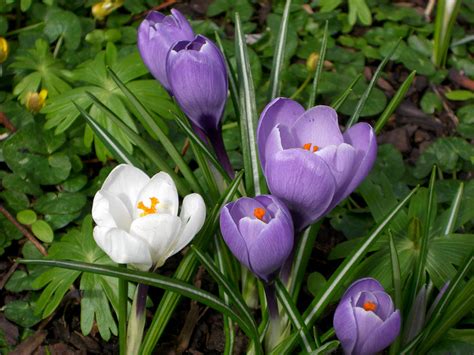 Crocus vernus (Dutch Crocus) - World of Flowering Plants