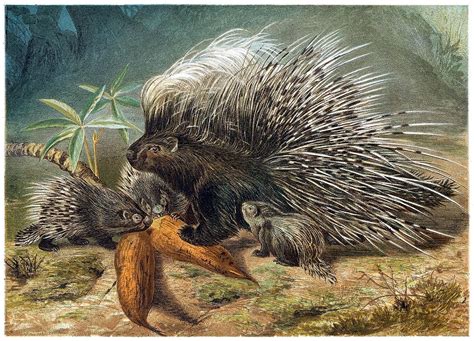 Antique scientific illustration of mama porcupine and babies. Large image, suitable for printing ...