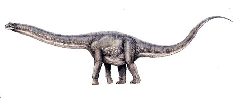 Argentinosaurus Pictures & Facts - The Dinosaur Database