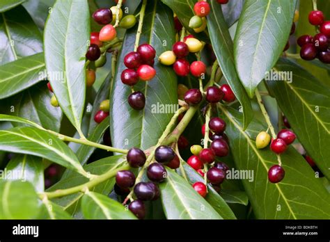 Cherry Laurel Prunus laurocerasus with berries Kent UK summer Stock Photo - Alamy