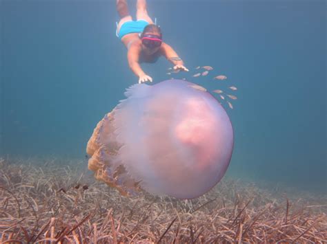 Giant Jellyfish Spotted Off the Mallorcan Coast | Affordable Mallorca