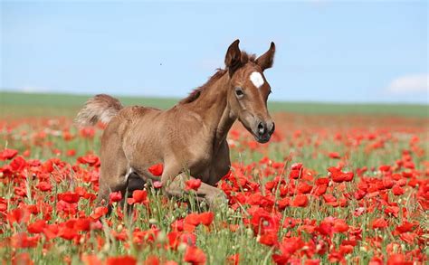 1920x1080px, 1080P free download | Baby horse, red, poppy, colt, horse ...