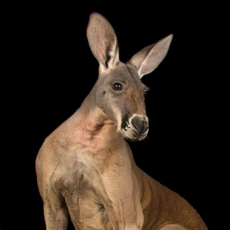 Red Kangaroo | National Geographic