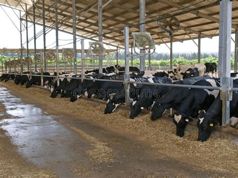 Modern cowshed with cows. Eating hay , #sponsored, #cowshed, #Modern, # ...