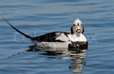 Long-tailed Duck,Clangula hyemalis,looking,beautiful,male | Stock image ...