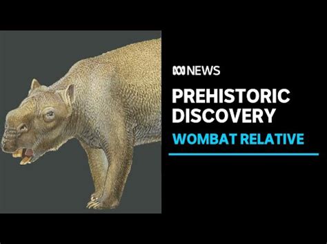 Prehistoric skeletons of Australia's giant 'wombat' Diprotodon excavated in the Pilbara I ABC ...