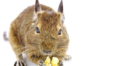 A Cute Degu Eating Pet Food Stock Footage Video 2832685 - Shutterstock