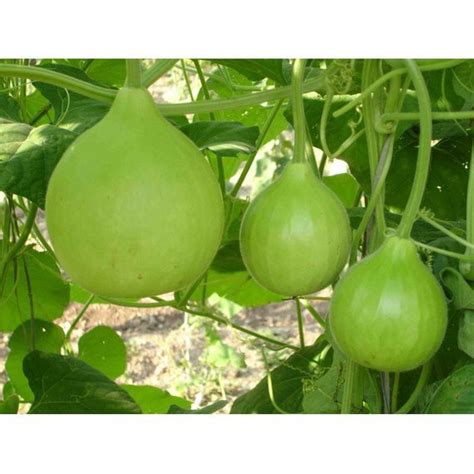 Upo Salakot Seeds for Planting (4 seeds) VEGGIES | Lazada PH