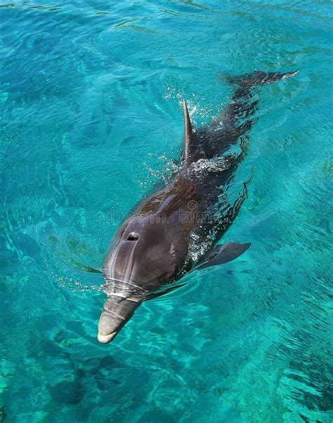 Floating dolphins stock photo. Image of dolphin, blue - 26183782