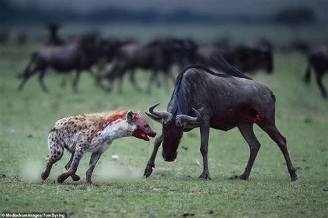 Hyena tears its prey to pieces after bringing the animal down with swift, bloody attack | Daily ...