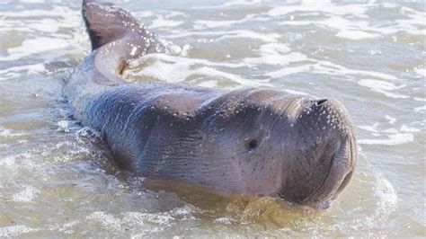 Baby dugong euthanased,Townsville: Scientists defend decision