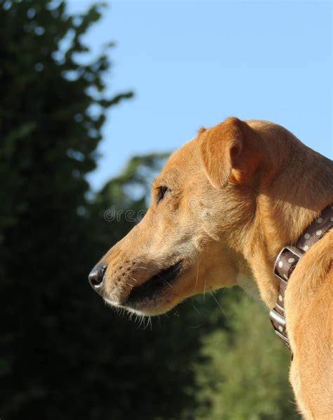 Dog Face Close Up stock image. Image of macro, shiny - 45904505