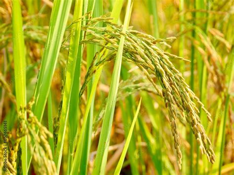 green wheat field, Ripe rice field, Beautiful golden rice field and ear of rice, Mature rice ...