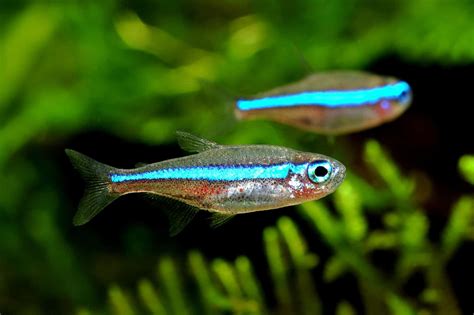 Green Neon Tetra (Paracheirodon simulans): Ultimate Care Guide - Fish Laboratory