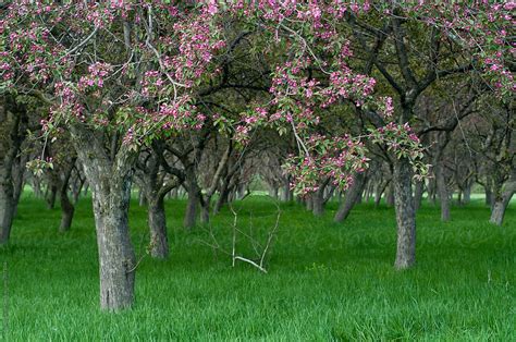 "Apple Orchard In Spring" by Stocksy Contributor "Amanda Large" - Stocksy