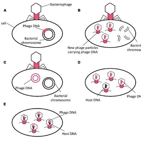 | Phage life cycles and types of phage-mediated transduction. (A)... | Download Scientific Diagram