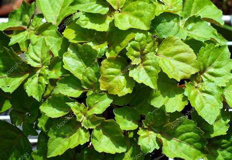 Looking down on patchouli plant leaves — Stock Photo © sorsillo #82168970