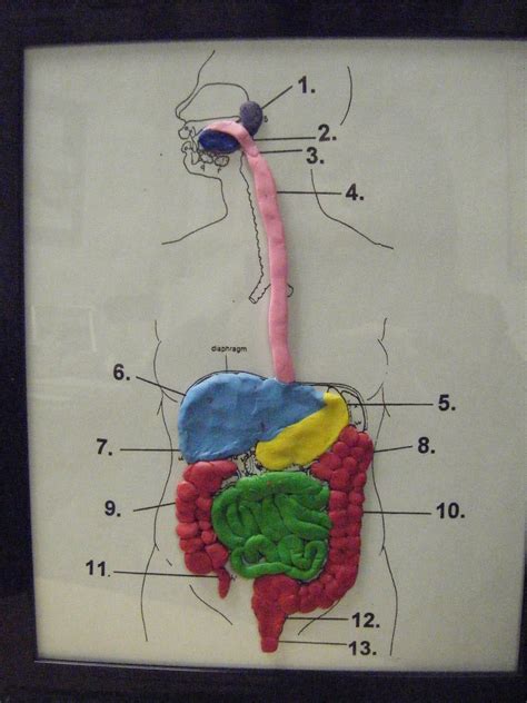 Happy New Year and Welcome Back! | Body systems project, Human body projects, Digestive system model