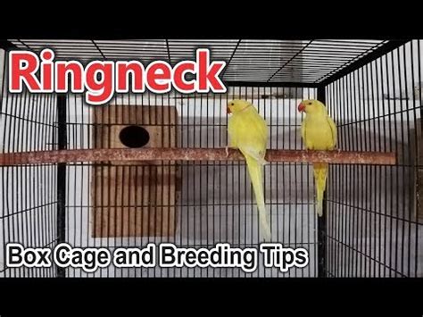 Indian Ringneck Breeding Box, Cage Size, Pairing and Breeding Tips Udru ...