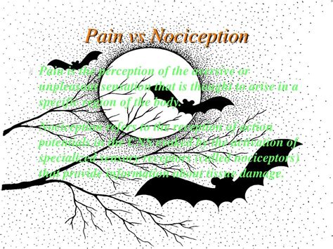 PPT - Nociceptive Pathway PowerPoint Presentation - ID:248532