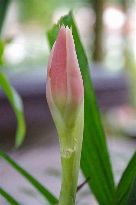 Trees and Plants: Torch Ginger (Bunga Kantan)