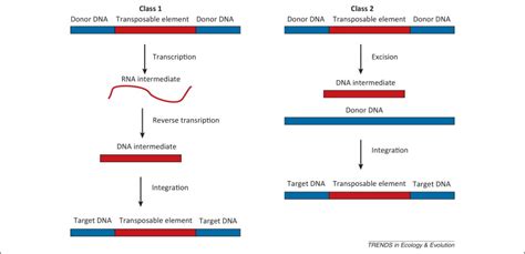 Evolutionary transitions in individuality: insights from transposable elements: Trends in ...