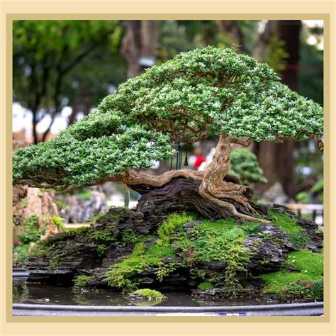 Miniature Landscape with a Bonsai Tree. in 2022 | Bonsai care ...