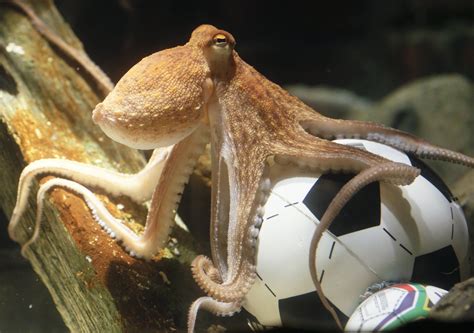 An Octopus Made Better World Cup Predictions Than Goldman Sachs [PHOTOS] | IBTimes