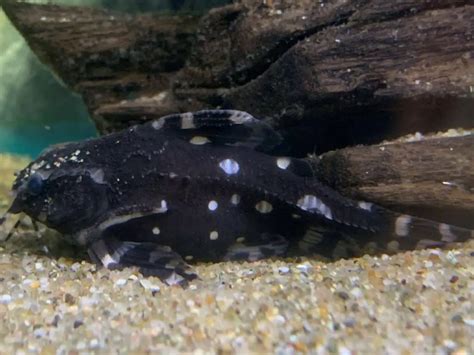 Spotted Raphael Catfish 101: Care, Diet, Tank Size, Tank Mates, & More