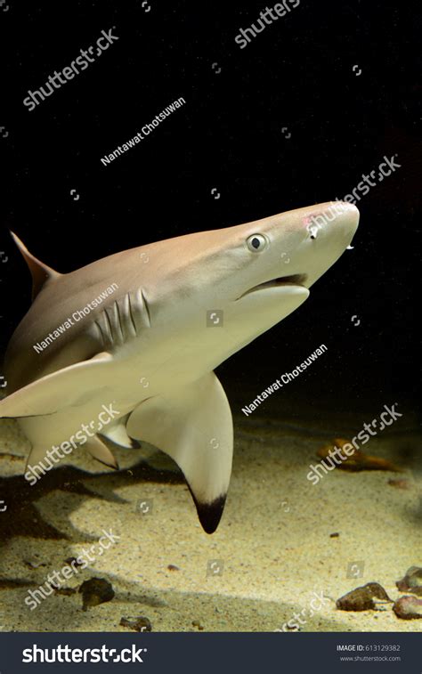 543 Requiem shark Images, Stock Photos & Vectors | Shutterstock