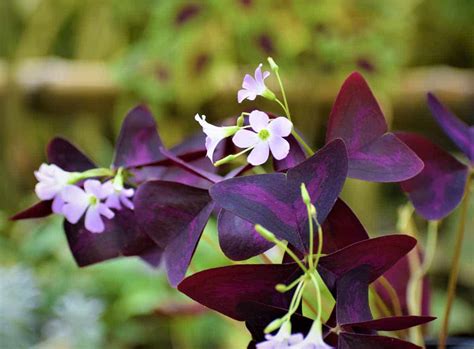 Butterfly Plant (Oxalis Purple) - Nestreeo.com