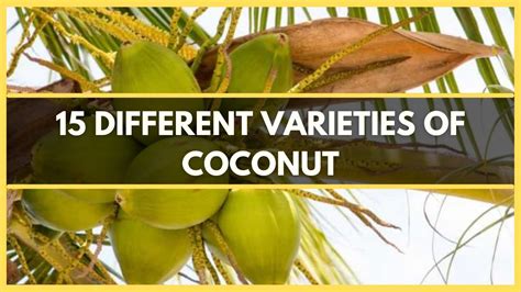 COCONUT VARIETIES: 15 DIFFERENT TYPES OF COCONUT TREES THAT GROW AROUND ...