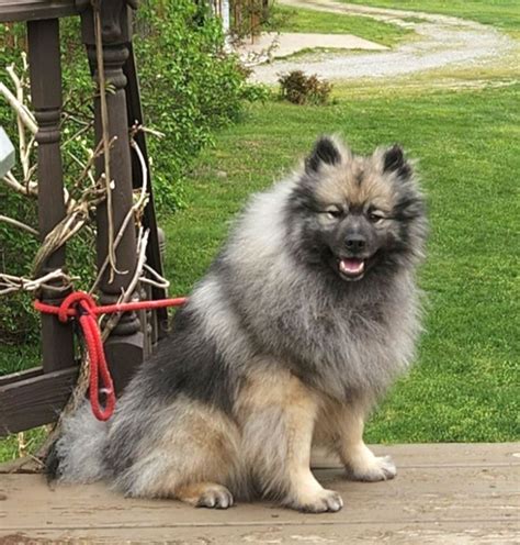 Clingmey Keeshonden Puppies For Keeshond Family Breeder In, 49% OFF