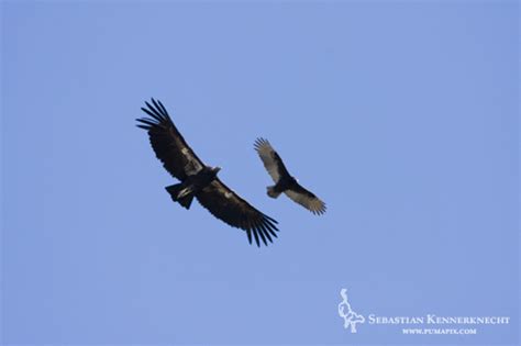 California Condor Archives - Sebastian Kennerknecht PhotographySebastian Kennerknecht Photography