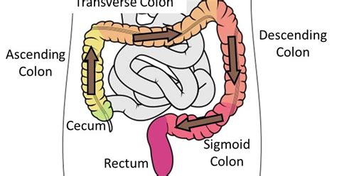 According2Robyn: Digestive System, Part 9: The Colon